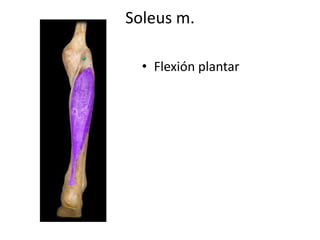 Soleus m.
• Flexión plantar
 