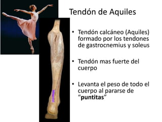 Tendón de Aquiles
• Tendón calcáneo (Aquiles)
formado por los tendones
de gastrocnemius y soleus
• Tendón mas fuerte del
cuerpo
• Levanta el peso de todo el
cuerpo al pararse de
“puntitas”
 
