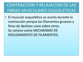 CONTRACCION Y RELAJACION DE LAS
FIBRAS MUSCULARES ESQUELETICAS
• El musculo esquelético se acorta durante la
contracción porque los filamentos gruesos y
finos de deslizan unos sobre otros.
Se conoce como MECANISMO DE
DESLIZAMIENTO DE FILAMENTOS.

 