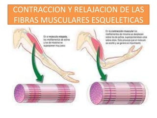 CONTRACCION Y RELAJACION DE LAS
FIBRAS MUSCULARES ESQUELETICAS

 