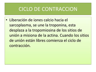 CICLO DE CONTRACCION
• Liberación de iones calcio hacia el
sarcoplasma, se une la troponina, esta
desplaza a la tropomiosina de los sitios de
unión a misiona de la actina. Cuando los sitios
de unión están libres comienza el ciclo de
contracción.

 