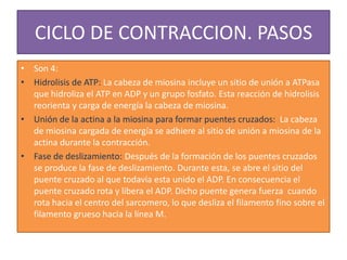 CICLO DE CONTRACCION. PASOS
• Son 4:
• Hidrolisis de ATP: La cabeza de miosina incluye un sitio de unión a ATPasa
que hidroliza el ATP en ADP y un grupo fosfato. Esta reacción de hidrolisis
reorienta y carga de energía la cabeza de miosina.
• Unión de la actina a la miosina para formar puentes cruzados: La cabeza
de miosina cargada de energía se adhiere al sitio de unión a miosina de la
actina durante la contracción.
• Fase de deslizamiento: Después de la formación de los puentes cruzados
se produce la fase de deslizamiento. Durante esta, se abre el sitio del
puente cruzado al que todavía esta unido el ADP. En consecuencia el
puente cruzado rota y libera el ADP. Dicho puente genera fuerza cuando
rota hacia el centro del sarcomero, lo que desliza el filamento fino sobre el
filamento grueso hacia la línea M.

 