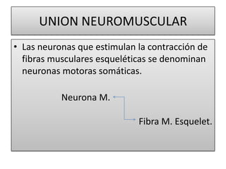 UNION NEUROMUSCULAR
• Las neuronas que estimulan la contracción de
fibras musculares esqueléticas se denominan
neuronas motoras somáticas.

Neurona M.
Fibra M. Esquelet.

 