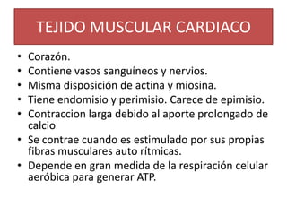 TEJIDO MUSCULAR CARDIACO
•
•
•
•
•

Corazón.
Contiene vasos sanguíneos y nervios.
Misma disposición de actina y miosina.
Tiene endomisio y perimisio. Carece de epimisio.
Contraccion larga debido al aporte prolongado de
calcio
• Se contrae cuando es estimulado por sus propias
fibras musculares auto rítmicas.
• Depende en gran medida de la respiración celular
aeróbica para generar ATP.

 