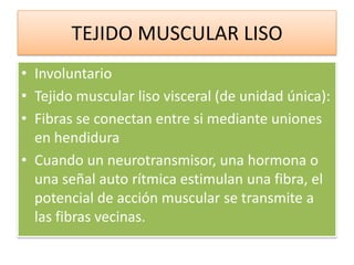 TEJIDO MUSCULAR LISO
• Involuntario
• Tejido muscular liso visceral (de unidad única):
• Fibras se conectan entre si mediante uniones
en hendidura
• Cuando un neurotransmisor, una hormona o
una señal auto rítmica estimulan una fibra, el
potencial de acción muscular se transmite a
las fibras vecinas.

 
