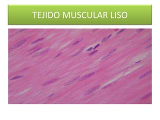TEJIDO MUSCULAR LISO

 