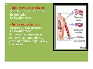 •
Tejido muscular cardiaco:
-Solo lo posee el corazón.
-Es estriado
-Es involuntario
• Tejido muscular liso:
-Carece de estriaciones
-Es involuntario
-Lo podemos encontrar
en los vasos sanguíneos,
cavidad abdominopelvica y
vías aéreas.

 