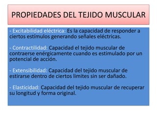 PROPIEDADES DEL TEJIDO MUSCULAR
- Excitabilidad eléctrica: Es la capacidad de responder a
ciertos estímulos generando señales eléctricas.
- Contractilidad: Capacidad el tejido muscular de
contraerse enérgicamente cuando es estimulado por un
potencial de acción.
- Extensibilidad: Capacidad del tejido muscular de
estirarse dentro de ciertos limites sin ser dañado.
- Elasticidad: Capacidad del tejido muscular de recuperar
su longitud y forma original.

 