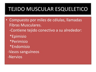 TEJIDO MUSCULAR ESQUELETICO
• Compuesto por miles de células, llamadas
Fibras Musculares.
-Contiene tejido conectivo a su alrededor:
*Epimisio
*Perimisio
*Endomisio
-Vasos sanguíneos
-Nervios

 