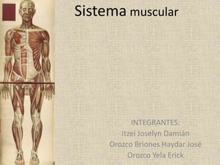 Sistema muscular
INTEGRANTES:
Itzel Joselyn Damián
Orozco Briones Haydar José
Orozco Yela Erick
 