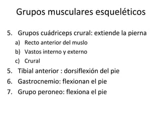 Grupos musculares esqueléticos
5. Grupos cuádriceps crural: extiende la pierna
a) Recto anterior del muslo
b) Vastos interno y externo
c) Crural
5. Tibial anterior : dorsiflexión del pie
6. Gastrocnemio: flexionan el pie
7. Grupo peroneo: flexiona el pie
 