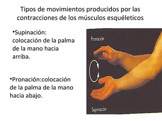 Tipos de movimientos producidos por las
contracciones de los músculos esquéleticos
•Supinación:
colocación de la palma
de la mano hacia
arriba.
•Pronación:colocación
de la palma de la mano
hacia abajo.
 