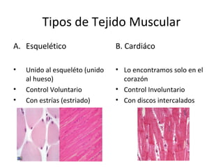 Tipos de Tejido Muscular
A. Esquelético
• Unido al esqueléto (unido
al hueso)
• Control Voluntario
• Con estrías (estriado)
B. Cardiáco
• Lo encontramos solo en el
corazón
• Control Involuntario
• Con discos intercalados
 