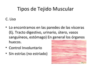 Tipos de Tejido Muscular
C. Liso
• Lo encontramos en las paredes de las vísceras
(Ej. Tracto digestivo, urinario, útero, vasos
sanguíneos, estómago) En general los órganos
huecos.
• Control Involuntario
• Sin estrías (no estriado)
 