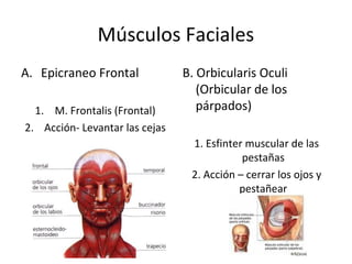 Músculos Faciales
A. Epicraneo Frontal
1. M. Frontalis (Frontal)
2. Acción- Levantar las cejas
B. Orbicularis Oculi
(Orbicular de los
párpados)
1. Esfinter muscular de las
pestañas
2. Acción – cerrar los ojos y
pestañear
 