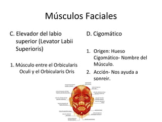 Músculos Faciales
C. Elevador del labio
superior (Levator Labii
Superioris)
1. Músculo entre el Orbicularis
Oculi y el Orbicularis Oris
D. Cigomático
1. Origen: Hueso
Cigomático- Nombre del
Músculo.
2. Acción- Nos ayuda a
sonreir.
 