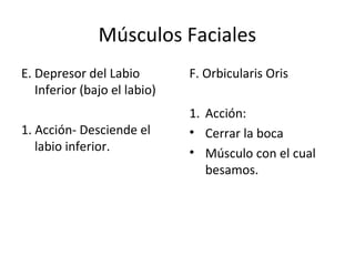 Músculos Faciales
E. Depresor del Labio
Inferior (bajo el labio)
1. Acción- Desciende el
labio inferior.
F. Orbicularis Oris
1. Acción:
• Cerrar la boca
• Músculo con el cual
besamos.
 