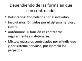 Dependiendo de las forma en que
sean controlados:
• Voluntarios: Controlados por el individuo
• Involutarios: Dirigidos por el sistema nervioso
central
• Autónomo: Su función es contraerse
regularmente sin detenerse.
• Mixtos: músculos controlados por el individuo
y por sistema nervioso, por ejemplo los
parpados.
 