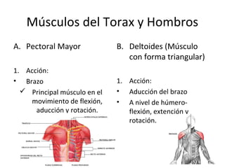 Músculos del Torax y Hombros
A. Pectoral Mayor
1. Acción:
• Brazo
 Principal músculo en el
movimiento de flexión,
aducción y rotación.
B. Deltoides (Músculo
con forma triangular)
1. Acción:
• Aducción del brazo
• A nivel de húmero-
flexión, extención y
rotación.
 