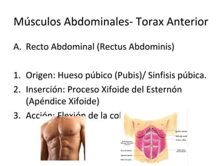 Músculos Abdominales- Torax Anterior
A. Recto Abdominal (Rectus Abdominis)
1. Origen: Hueso púbico (Pubis)/ Sinfisis púbica.
2. Inserción: Proceso Xifoide del Esternón
(Apéndice Xifoide)
3. Acción: Flexión de la columna vertebral.
 