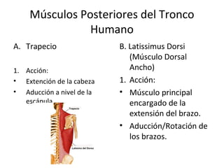 Músculos Posteriores del Tronco
Humano
A. Trapecio
1. Acción:
• Extención de la cabeza
• Aducción a nivel de la
escápula.
B. Latissimus Dorsi
(Músculo Dorsal
Ancho)
1. Acción:
• Músculo principal
encargado de la
extensión del brazo.
• Aducción/Rotación de
los brazos.
 
