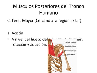 Músculos Posteriores del Tronco
Humano
C. Teres Mayor (Cercano a la región axilar)
1. Acción:
• A nivel del hueso del Húmero- Extensión,
rotación y aducción.
 