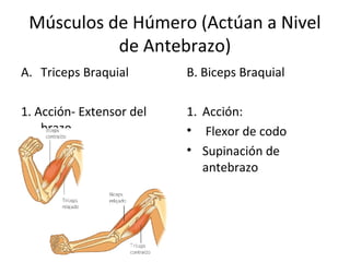 Músculos de Húmero (Actúan a Nivel
de Antebrazo)
A. Triceps Braquial
1. Acción- Extensor del
brazo.
B. Biceps Braquial
1. Acción:
• Flexor de codo
• Supinación de
antebrazo
 