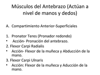 Músculos del Antebrazo (Actúan a
nivel de manos y dedos)
A. Compartimiento Anterior-Superficiales
1. Pronator Teres (Pronador redondo)
• Acción- Pronación del antebrazo.
2. Flexor Carpi Radialis
• Acción- Flexor de la muñeca y Abducción de la
mano.
3. Flexor Carpi Ulnaris
• Acción: Flexor de la muñeca y Aducción de la
mano.
 
