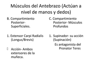 Músculos del Antebrazo (Actúan a
nivel de manos y dedos)
B. Compartimiento
Posterior-
Superficiales.
1. Extensor Carpi Radialis
(Longus/Brevis)
 Acción- Ambos
extensores de la
muñeca.
C. Compartimiento
Posterior- Músculos
Profundos
1. Supinador- su acción
(Supinación)
Es antagonista del
Pronator Teres
 