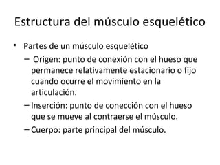 Estructura del músculo esquelético
• Partes de un músculo esquelético
– Origen: punto de conexión con el hueso que
permanece relativamente estacionario o fijo
cuando ocurre el movimiento en la
articulación.
– Inserción: punto de conección con el hueso
que se mueve al contraerse el músculo.
– Cuerpo: parte principal del músculo.
 