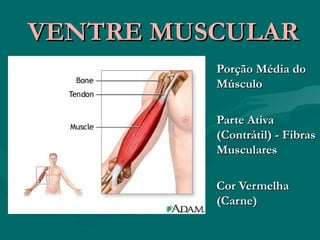 VENTRE MUSCULARVENTRE MUSCULAR
Porção Média doPorção Média do
MúsculoMúsculo
Parte AtivaParte Ativa
(Contrátil) - Fibras(Contrátil) - Fibras
MuscularesMusculares
Cor VermelhaCor Vermelha
(Carne)(Carne)
 