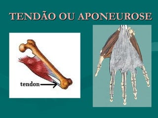 TENDÃO OU APONEUROSETENDÃO OU APONEUROSE
 
