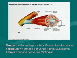 Músculo = Formado por vários Fascículos Musculares
Fascículo = Formado por várias Fibras Musculares
Fibra = Formada por várias Miofibrilas
 