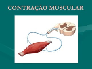 CONTRAÇÃO MUSCULAR
 