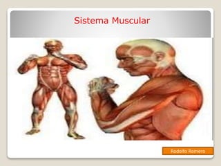 Sistema Muscular
Rodolfo Romero
 