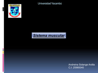 UniversidadYacambú
Andreina Solange Ardila
C.I: 25980040
Sistema muscular
 