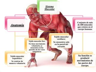 Sistema
Muscular
Anatomía
Tejido muscular
esquelético:
Se contrae de
manera voluntaria
Tejido muscular liso:
No tiene movimiento
voluntario, se
encuentra en las
paredes de los vasos
sanguíneos
Tejido muscular
cardiaco:
Se encuentra solo
en la pared del
corazón.
Conjunto de más
de 600 músculos
que existen en el
cuerpo humano
Su función es
producir
movimientos de
las partes del
cuerpo.
 