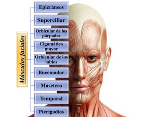 Músculosfaciales
Epicráneos
Superciliar
Orbicular de los
párpados
Cigomático
mayor
Orbicular de los
labios
Buccinador
Masetero
Temporal
Pterigodios
 