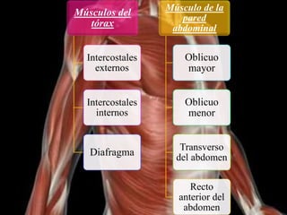 Músculos del
tórax
Intercostales
externos
Intercostales
internos
Diafragma
Músculo de la
pared
abdominal
Oblicuo
mayor
Oblicuo
menor
Transverso
del abdomen
Recto
anterior del
abdomen
 