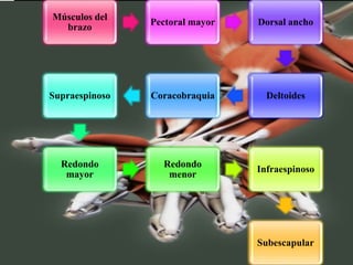 Músculos del
brazo
Pectoral mayor Dorsal ancho
DeltoidesCoracobraquiaSupraespinoso
Redondo
mayor
Redondo
menor
Infraespinoso
Subescapular
 