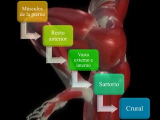 Músculos
de la pierna
Recto
anterior
Vasto
externo e
interno
Sartorio
Crural
 