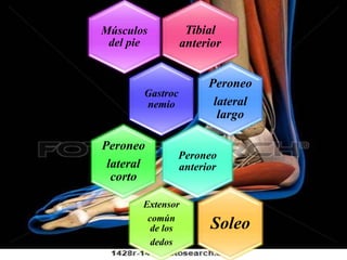 Tibial
anterior
Músculos
del pie
Gastroc
nemio
Peroneo
lateral
largo
Peroneo
anterior
Peroneo
lateral
corto
Extensor
común
de los
dedos
Soleo
 