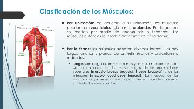 Clasificacion De Los Musculos Segun Su Direccion es.slideshare.net
