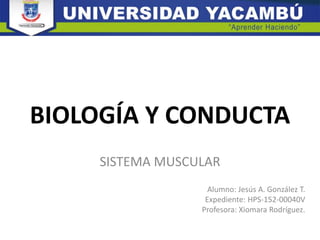 BIOLOGÍA Y CONDUCTA
SISTEMA MUSCULAR
Alumno: Jesús A. González T.
Expediente: HPS-152-00040V
Profesora: Xiomara Rodríguez.
 