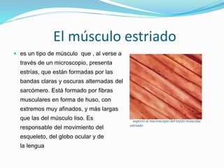 El músculo estriado
 es un tipo de músculo que , al verse a
través de un microscopio, presenta
estrías, que están formadas por las
bandas claras y oscuras alternadas del
sarcómero. Está formado por fibras
musculares en forma de huso, con
extremos muy afinados, y más largas
que las del músculo liso. Es
responsable del movimiento del
esqueleto, del globo ocular y de
la lengua
aspecto al microscopio del tejido muscular
estriado
 