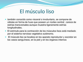 El músculo liso
 también conocido como visceral o involuntario, se compone de
células en forma de huso que poseen un núcleo central ; carece de
estrías transversales aunque muestra ligeramente estrías
longitudinales.
 El estímulo para la contracción de los músculos lisos está mediado
por el sistema nervioso vegetativo autónomo.
 El músculo liso se localiza en los aparato reproductor y excretor en
los vasos sanguíneos, en la piel y en los órganos internos
 