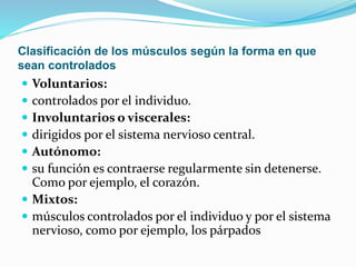 Clasificación de los músculos según la forma en que
sean controlados
 Voluntarios:
 controlados por el individuo.
 Involuntarios o viscerales:
 dirigidos por el sistema nervioso central.
 Autónomo:
 su función es contraerse regularmente sin detenerse.
Como por ejemplo, el corazón.
 Mixtos:
 músculos controlados por el individuo y por el sistema
nervioso, como por ejemplo, los párpados
 