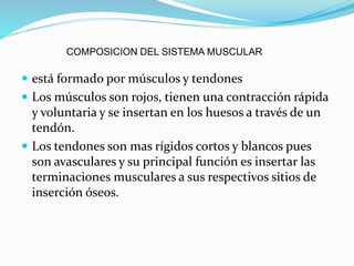 COMPOSICION DEL SISTEMA MUSCULAR
 está formado por músculos y tendones
 Los músculos son rojos, tienen una contracción rápida
y voluntaria y se insertan en los huesos a través de un
tendón.
 Los tendones son mas rígidos cortos y blancos pues
son avasculares y su principal función es insertar las
terminaciones musculares a sus respectivos sitios de
inserción óseos.
 