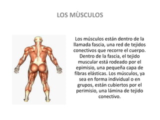 LOS MÙSCULOS
Los músculos están dentro de la
llamada fascia, una red de tejidos
conectivos que recorre el cuerpo.
Dentro de la fascia, el tejido
muscular está rodeado por el
epimisio, una pequeña capa de
fibras elásticas. Los músculos, ya
sea en forma individual o en
grupos, están cubiertos por el
perimisio, una lámina de tejido
conectivo.
 