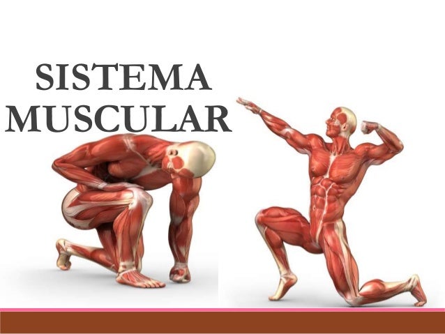 Anatomia sistema muscular